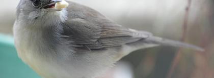 Una capinera. Foto di spacebirdy, 2013. Fonte: Wikimedia Commons