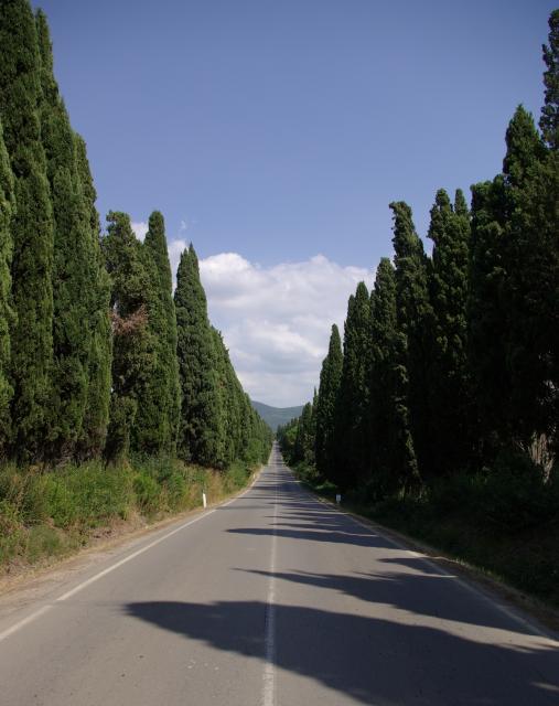 Bolgheri: il viale dei cipressi